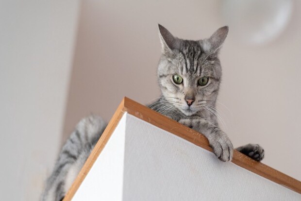 高い場所から見下ろす猫