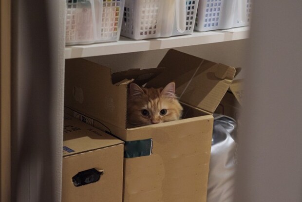 段ボール箱に隠れる猫