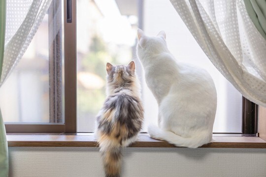 猫が必要とする『パーソナルスペース』はどのぐらい?快適な距離感を保つためのポイント5つ