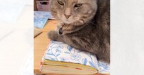 ノートの上に乗って『作業を邪魔してきた猫』に……「試したいｗ」「素晴らしいアイデア」斬新な『ネコハラ対策法』に絶賛！28万再生突破＜海外＞