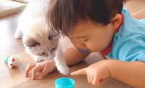生まれた時から『猫まみれで育った赤ちゃん』が実家の子猫と…信じられないほど尊い光景が18万再生「本当に楽しそうですごい」「嘘みたい」