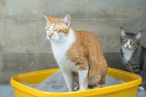 猫にできやすい『尿路結石』2種　主な原因や症状、飼い主ができる予防法