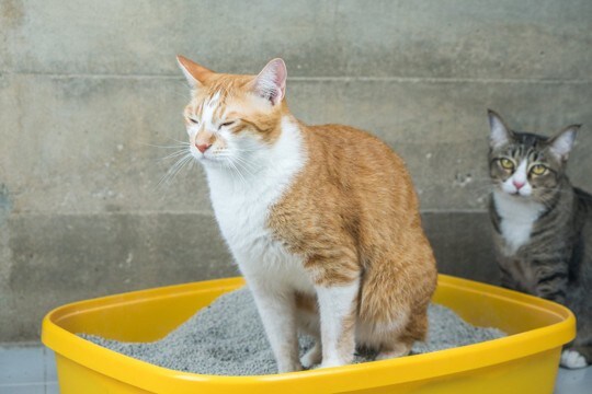 猫にできやすい『尿路結石』2種　主な原因や症状、飼い主ができる予防法