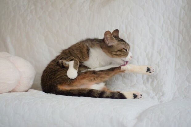 グルーミングする猫