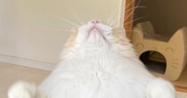 上を向いて立っている猫の『お腹』を見たら…まさかの『形』が可愛すぎると1万7000いいね「妖怪モフ壁」「ホームベースかな」と反響