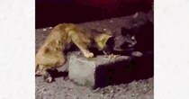 暗闇でゴミをあさっていた『ガリガリの2匹の子猫』を保護したら…家で見せた様子に涙する人が続出「泣いてしまった」「助けてくれてありがとう」