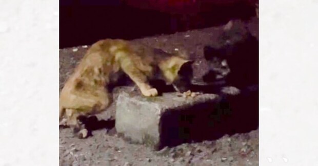 暗闇でゴミをあさっていた『ガリガリの2匹の子猫』を保護したら…家で見せた様子に涙する人が続出「泣いてしまった」「助けてくれてありがとう」