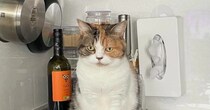 水がほしくてキッチンで待っていた猫→宅配便が来て『遅れた』結果…まさかの光景に爆笑「可愛すぎるｗｗ」「不満ダダ漏れｗ」と２万いいね