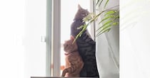 お気に入りの場所を取り合う『兄弟猫』を見ていると…まさかの『素敵すぎる光景』に「アイドルのMVみたいｗ」「なんの撮影会だろうｗ」と反響