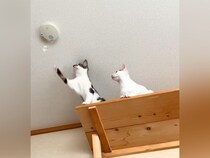 キャットウォークの幅を増やした結果→猫の前足が『火災報知器』に届いてしまい、次の瞬間…『まさかの光景』に爆笑「安全確認は大事だにゃ」