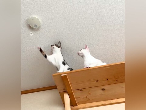 キャットウォークの幅を増やした結果→猫の前足が『火災報知器』に届いてしまい、次の瞬間…『まさかの光景』に爆笑「安全確認は大事だにゃ」