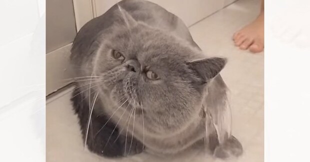 ふわふわの猫を『お風呂』に入れると…笑っちゃう変化と『凄すぎる反応』に「別の猫になる瞬間ｗ」「お利口さんでかわいい」と笑顔になる人が続出