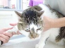 パパが元野良猫を病院に連れて行った結果→お利口だったけど…帰宅後の『感情がダダ漏れな態度』に「お疲れ様です」「我慢強い」と称賛の声