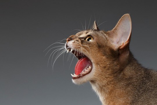 猫がいつもより『おしゃべり』なときの理由3選　愛猫が伝えたいサインと飼い主の応え方