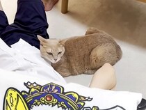 普段はクールな猫が、一緒に育ってきた『大好きな息子』のそばだと…まるで別猫のような『まさかの態度』に絶賛「ずっと相思相愛」「乙女で健気」