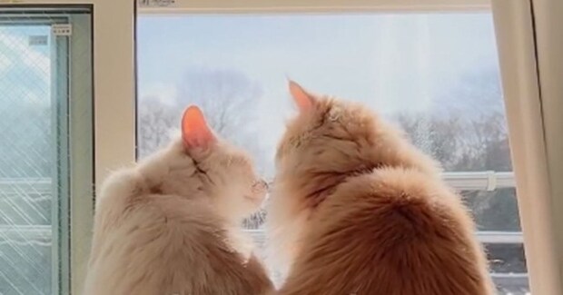 病院に向かった先輩猫が一日ぶりに帰ってくると…あまり仲がよくない2匹が見せた『尊い瞬間』に感動「やばい素敵すぎる」「涙が出ちゃった」
