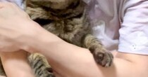 大好きなママに後ろから抱きしめられて…猫が見せた『とんでもなく尊い表情』に３万いいね「たまらなく可愛い」「キュンときた」と悶絶の声