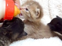 生後約３週間の保護子猫→順番にミルクをあげていたら、ほかの２匹が来て…まるで襲撃？『食いしん坊すぎる様子』に爆笑「すごい勢いｗｗ」