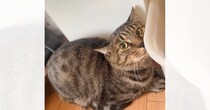 『ケージに入れたはずの保護猫がいない』と思ったら…まさかの『ケージの状態』に大仰天「ケンシロウ」「マジでハルク級で笑った」と3万いいね