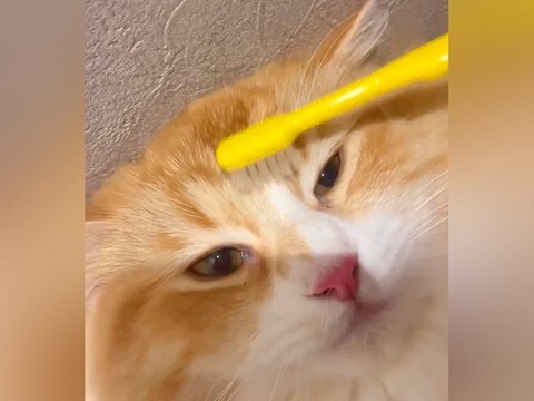 濡れた歯ブラシでネコを撫でると『赤ちゃんの頃を思い出す？』→検証したら…まさかの光景が139万再生「可愛すぎるっ泣」「やってみたい」と絶賛