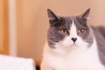 『あまり鳴かない』と言われている猫種3選　性格や魅力、飼い方のコツもご紹介