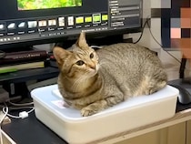 パパのことが大好きな猫→パソコンを使おうとすると、キーボードの上で…１時間も続く『あざとい行動』が話題「猫ハラ受けたい」「愛されてる」