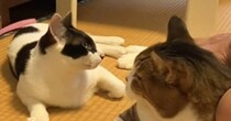 猫に『にゃう』と飼い主さんが話しかけると…可愛すぎる『まさかの返事』に癒される人が続出「頭いい！」「普通のニャーじゃないんだね」