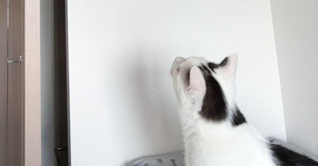 白黒猫が見上げる先には……同居猫が披露した『驚きの行動』に「すごいバランス感覚」「心配そうに見ているの可愛いｗ」と話題に