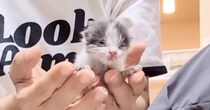 獣医に『厳しい』と告げられてしまった衰弱した子猫→諦めずにお世話し続けた結果…現在の様子に涙が出ると132万再生「号泣」「素敵すぎる」
