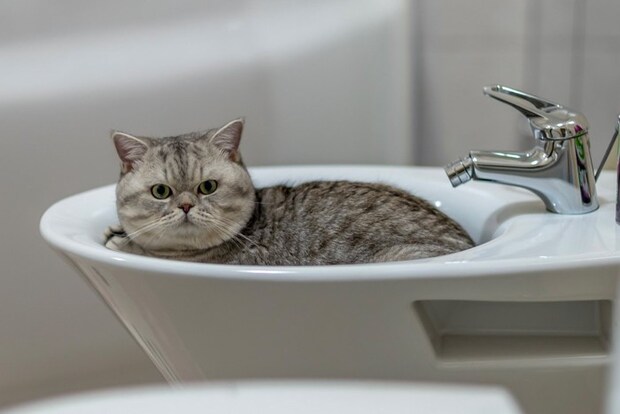 浴室の洗面台に収まる猫
