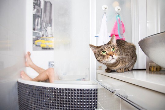 猫が『お風呂を覗いてくる』3つの心理　なぜ気になるの？起こりうるトラブルと対策も紹介