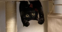 キャットタワーにいる黒猫を見たら…思いもよらない『まさかすぎるポーズ』に10万いいねの大反響「吹いてしまった」「ギニュー特戦隊」