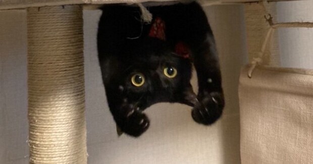 キャットタワーにいる黒猫を見たら…思いもよらない『まさかすぎるポーズ』に10万いいねの大反響「吹いてしまった」「ギニュー特戦隊」