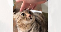 噛んできた猫に『痛いよ』と注意→『立ち去った』と思ったら…可愛すぎる行動が260万再生「ストップリセットされてて笑う」「謎かわいいｗ」