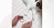 猫と『どっちの手に入っているかゲーム』した結果…まさかの展開が笑えると1540万再生「長く遊びたいのかなｗ」「翻弄してるｗ」＜海外＞