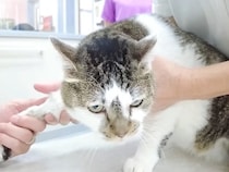 パパが元野良猫を病院に連れて行った結果→お利口だったけど…帰宅後の『感情がダダ漏れな態度』に「お疲れ様です」「我慢強い」と称賛の声
