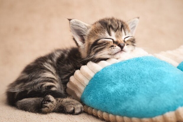 あご乗せで寝る子猫