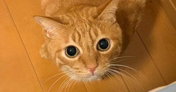 くつろいでいた茶トラ猫の後ろ足を見たら…人間みたいな『まさかのポーズ』に「中の人いるでしょww」「漫画を読むときの体勢w」と爆笑の声