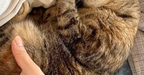 甘えん坊すぎる猫→寝るときになると、飼い主さんの腕の中で……キュンとくる『尊い瞬間』に２万いいね「末長くお幸せに」「癒しをありがとう」