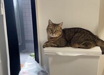 窓から入ってくる『涼しい風を堪能していた猫』→窓が閉められると…まさかの表情に「可愛すぎてワロタｗ」「しょもしょもしてるｗ」と爆笑の声