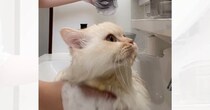 猫のシャンプー中に『宅配便』がきてしまって…玄関に向かった結果→爆笑の展開が24万再生「可愛すぎて笑った」「余裕そうにしてたのにｗ」