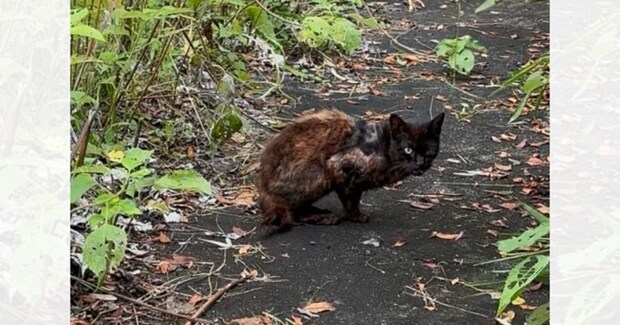 『片方の前足がない』いじめられていたボロボロの猫を保護したら…幸せを感じる『現在の光景』に「表情に涙が出た」「ほんとに泣けちゃう」の声