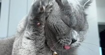 グルーミング中の猫を『スローで撮影』してみた結果…驚きの事実と『可愛すぎる光景』が34万再生「ずっと見ていられるｗ」「愛おしい」