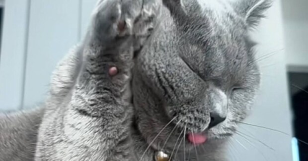 グルーミング中の猫を『スローで撮影』してみた結果…驚きの事実と『可愛すぎる光景』が34万再生「ずっと見ていられるw」「愛おしい」