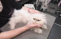 『もし自分に何かあったら、猫は…』亡き友人との『最後の約束』を果たす様子に感動の声「涙が止まりません」「大事にされていたのがわかる」