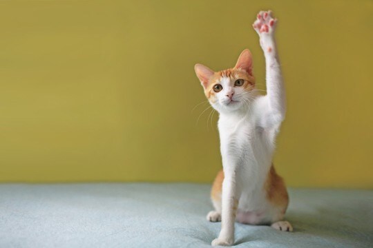 猫が『片手だけ上げている』ときの心理4つ 隠された意味と気持ちを見分けるコツ
