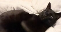 黒猫が『好きな人』と『嫌いな人』に触られた結果…あからさま過ぎる態度の違いに爆笑する人が続出「わかりやすいｗ」「ウケるｗ」