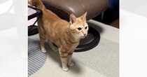 猫に『お母さんの声は聞こえるのにいないドッキリ』を仕掛けた結果…涙が出るほど『可愛すぎる瞬間』が11万再生「犬みたい」「愛おしい」