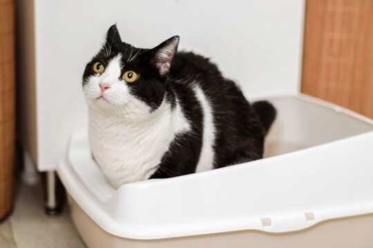 猫にとって大切な『トイレのルール』4選 意外なこだわりや飼い主が配慮してあげたいこと