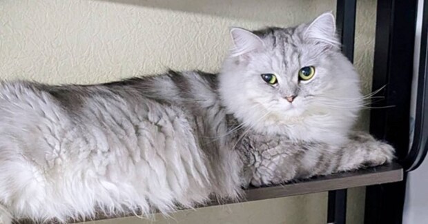 ネコの飼い主さんがふと『棚』を見たら…とんでもなく可愛い『まさかの瞬間』に4万いいねの反響「順番に撫でたいw」「幸せな気持ちになった」